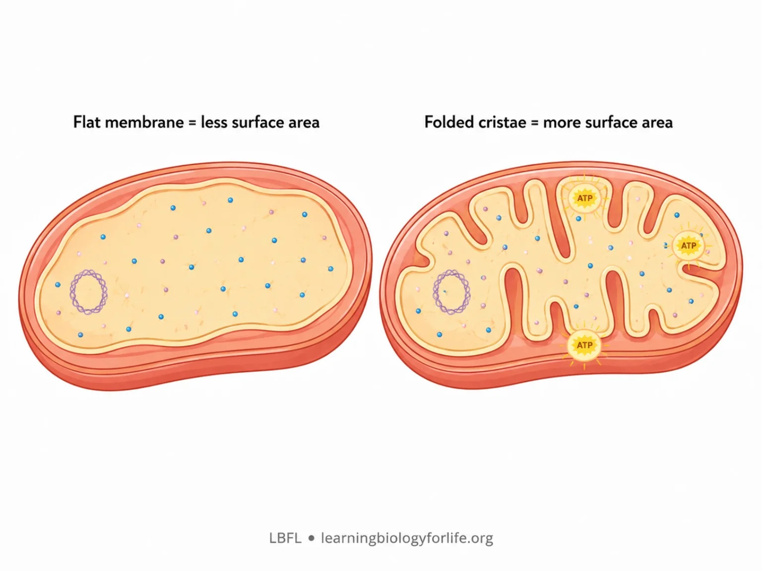 Comparison diagram showing folded cristae provide more surface area than a flat inner membrane.