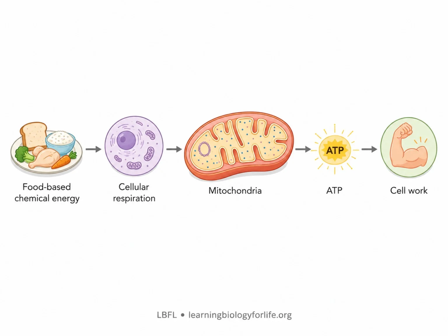 Flowchart showing food-based chemical energy becoming ATP through cellular respiration and mitochondria.