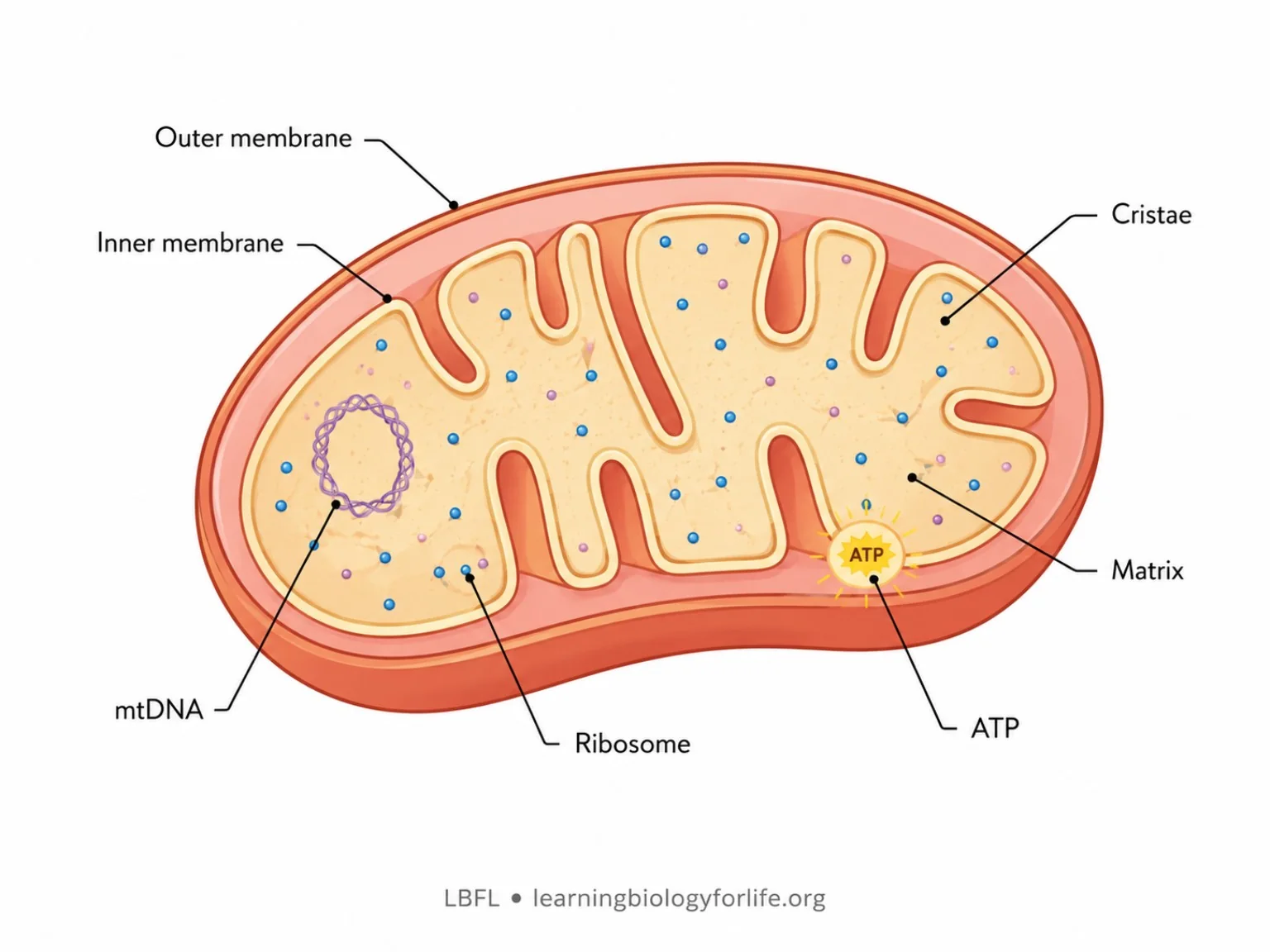 Labelled mitochondrion diagram showing outer membrane, inner membrane, cristae, matrix, ribosome, mitochondrial DNA and ATP.