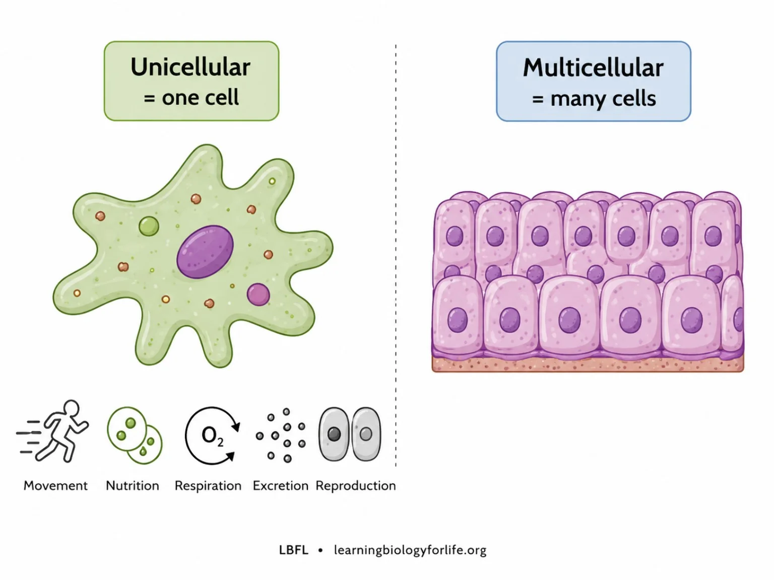 Comparison diagram of unicellular and multicellular organisms.